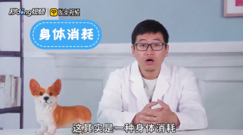 泰迪犬毛色变浅怎么办