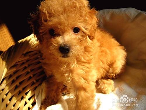 泰迪犬怎么训练?
