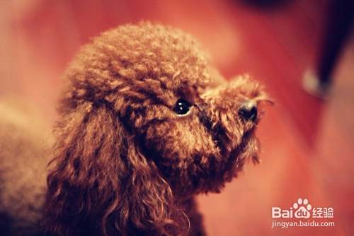 泰迪犬怎么训练 如何训练泰迪幼犬