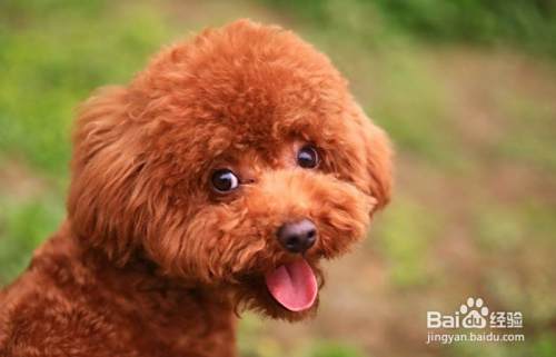 如何判断泰迪犬抑郁了