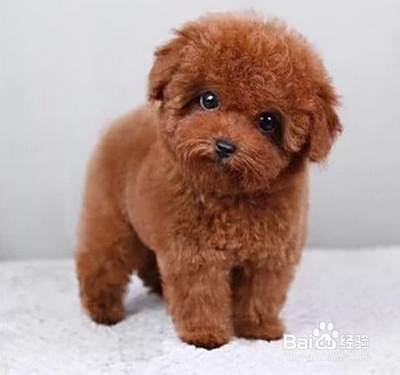 泰迪犬怎么养