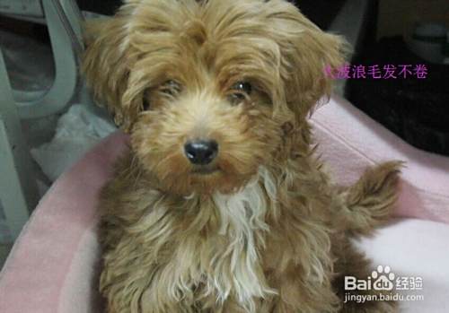 如何挑选漂亮的泰迪犬