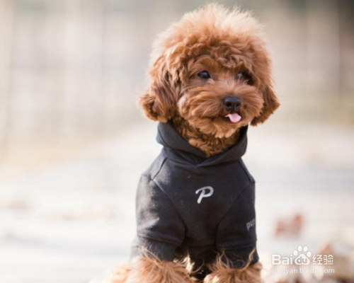 泰迪犬咳嗽是怎么回事