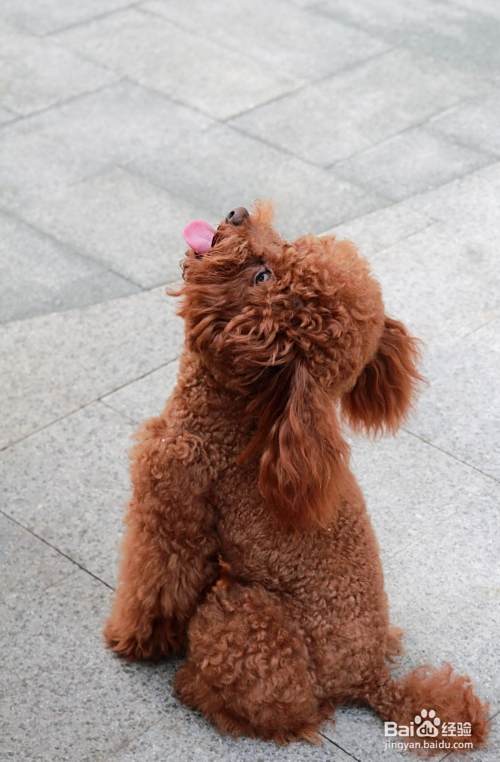 泰迪犬怎样训练坐下