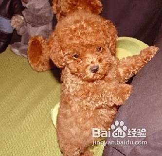 怎样与泰迪犬建立深厚的感情