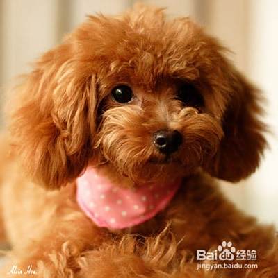 泰迪犬怎么修剪