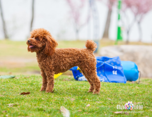 泰迪犬流眼泪什么原因
