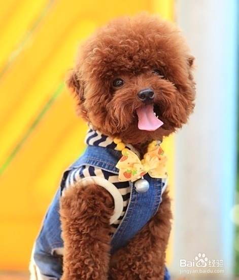 怎样给泰迪犬美容