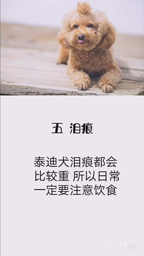如何正确养泰迪犬