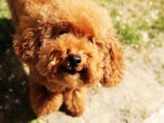 泰迪犬怎样训练坐下