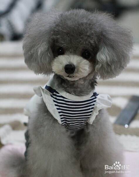 如何挑选漂亮的泰迪犬