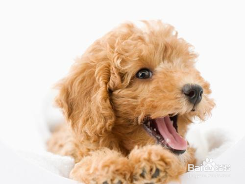 泰迪犬如何训练