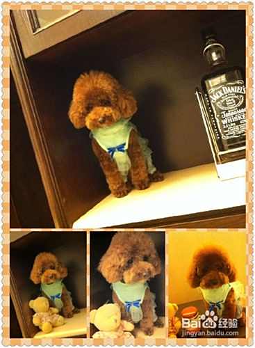 怎样利用防御反射进行泰迪犬训练