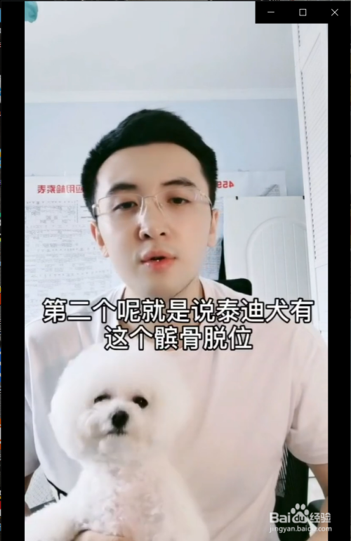 泰迪犬有什么优点和缺点