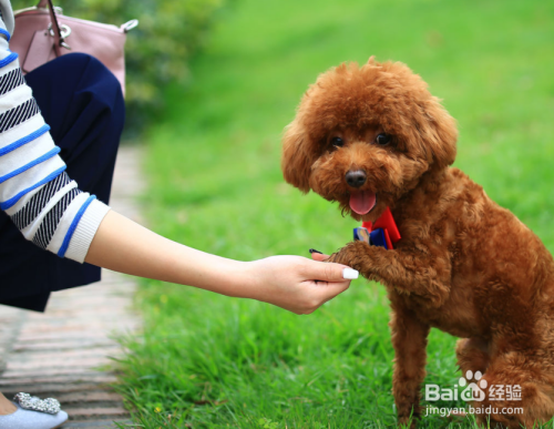 泰迪犬流眼泪什么原因
