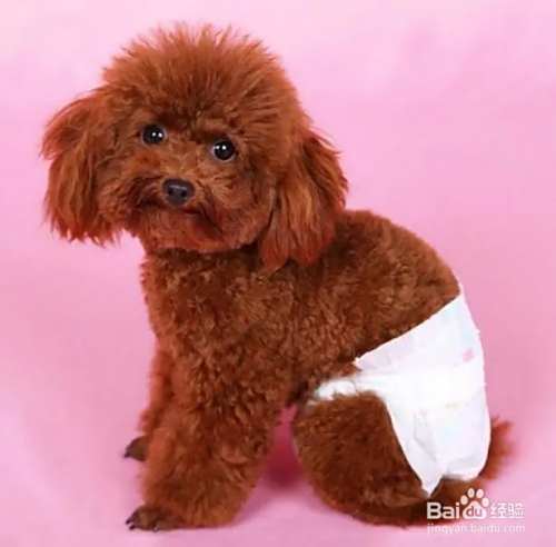 泰迪犬要如何饲养？