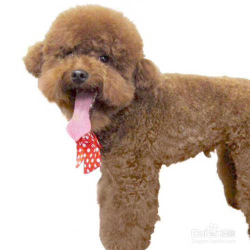 泰迪犬怎么把毛色如何变亮？