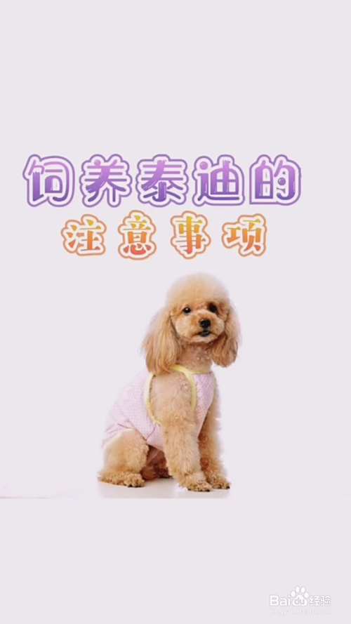 如何正确养泰迪犬