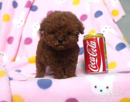 怎样给泰迪犬美容