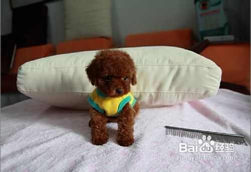怎样挑选泰迪犬