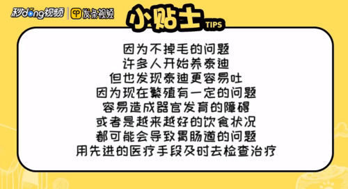 泰迪犬为什么爱呕吐