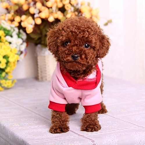 泰迪犬服从性训练