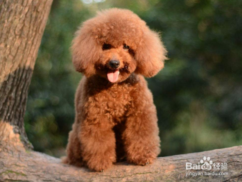 怎样养好泰迪犬