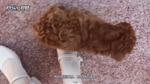 泰迪犬有哪些特点