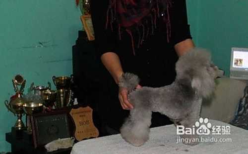 怎样挑选泰迪犬