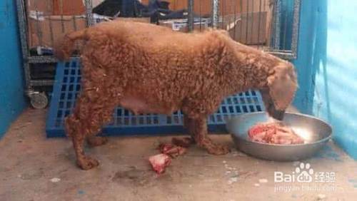 怎样喂养泰迪犬？
