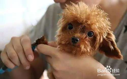 泰迪犬的饲养方法