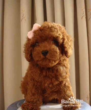 怎样给泰迪犬美容
