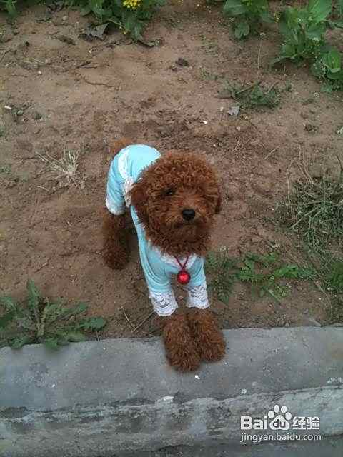 泰迪犬的喂养小疑问的解决
