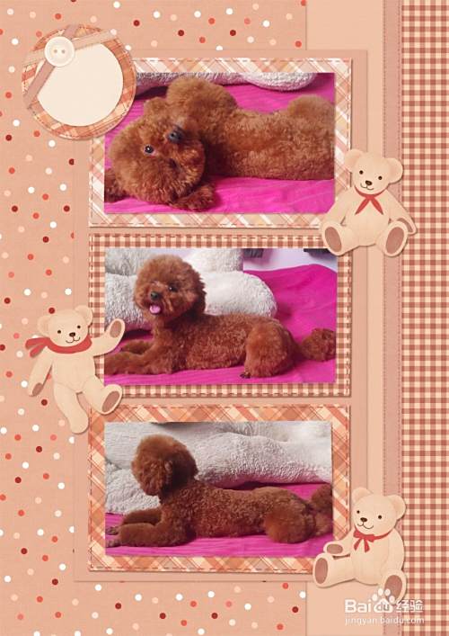 泰迪犬饮食管理与禁忌