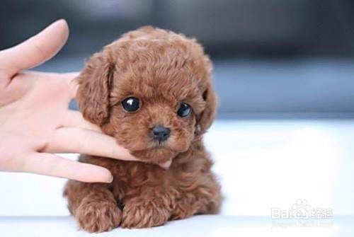 泰迪犬怎么训练?