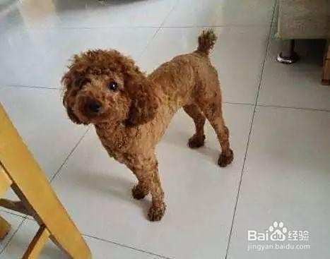 泰迪犬很瘦怎么办？