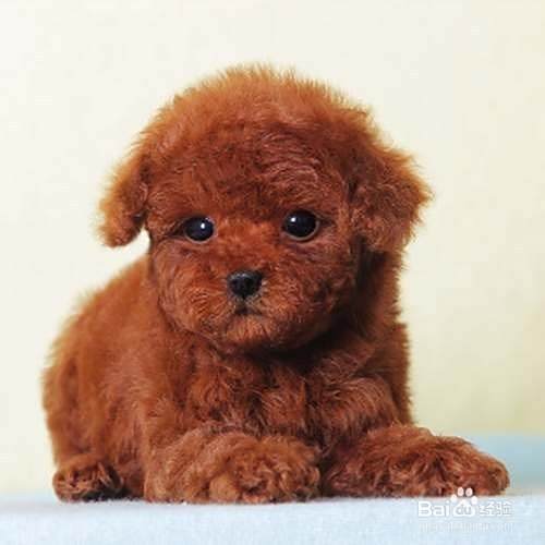 泰迪犬怎样训练坐下