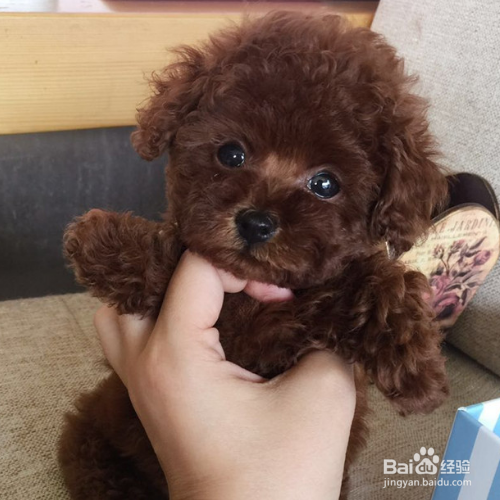 泰迪犬怎么把毛色如何变亮？