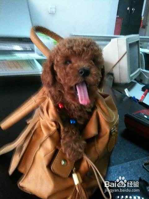 泰迪犬肠胃不适的具体表现