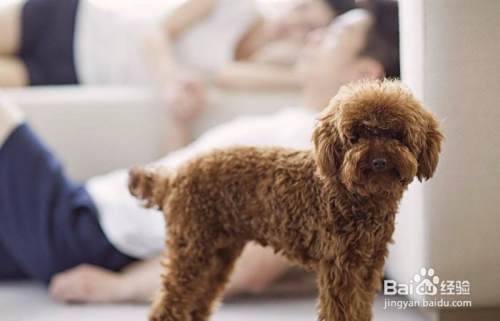 如何判断泰迪犬抑郁了