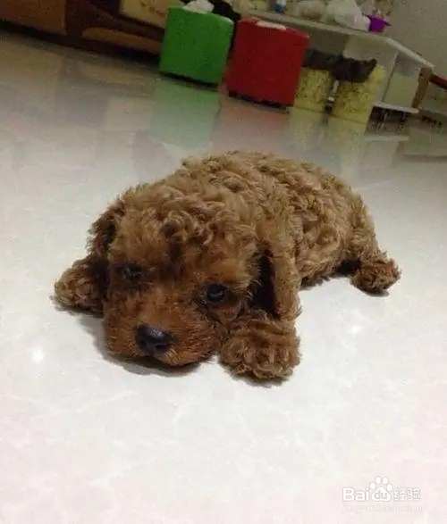 泰迪犬的饲养方法