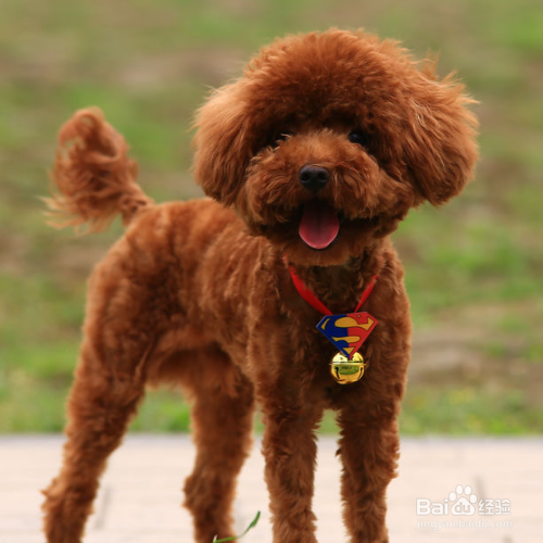 泰迪犬怎么把毛色如何变亮？