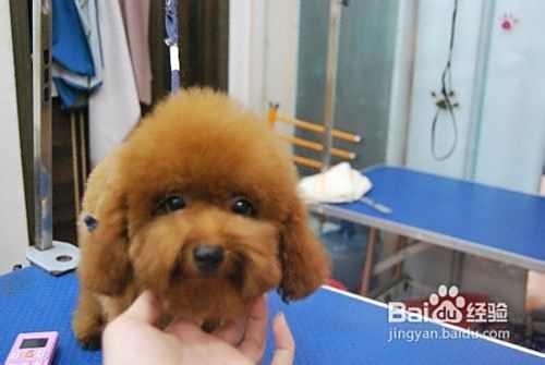 茶杯泰迪犬好养吗