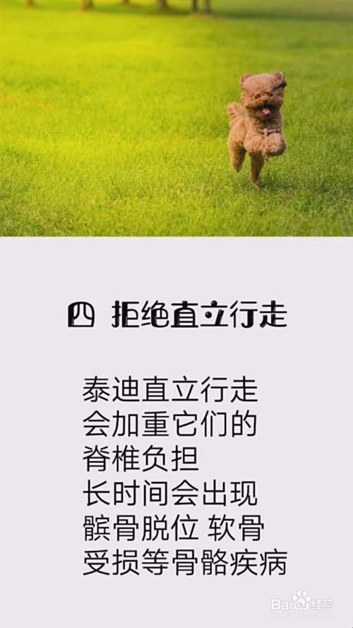 如何正确养泰迪犬