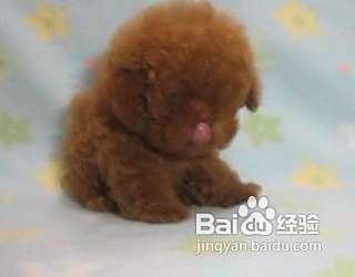 泰迪犬鼻子干是怎么回事