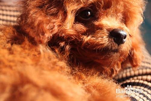 如何养好泰迪狗 怎么养好泰迪犬 泰迪怎么养