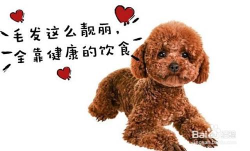 泰迪犬饮食管理与禁忌