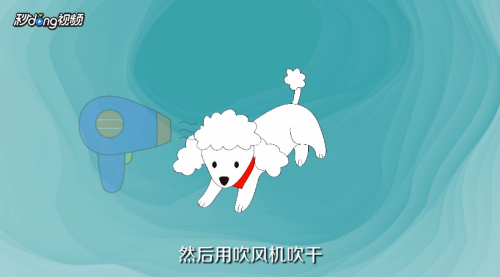 泰迪犬怎么美容
