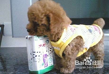 怎样让泰迪犬远离疾病
