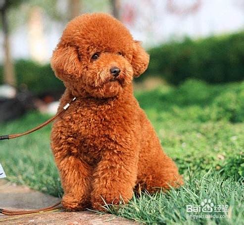 护理泰迪犬毛发的方法
